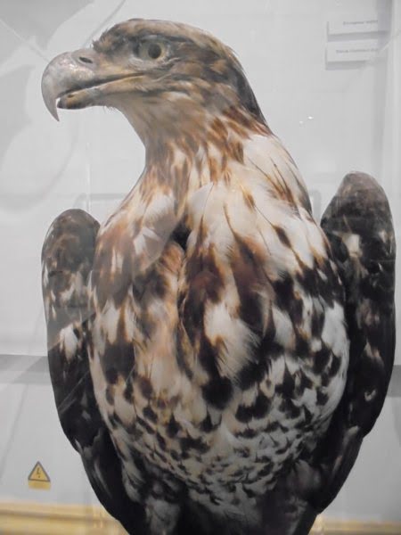 Muzeum historii naturalnej cumberland house ptak