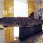 Muzeum historii naturalnej cumberland house rekin