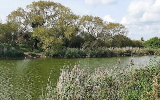 Jeziora Frog Lake, Duck Lake i Swan Lake: Oazy spokoju w sercu Portsmouth 1 Swan Lake